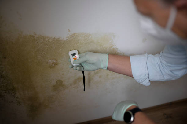 Best Insurance-Related Mold Remediation in Horton, KS